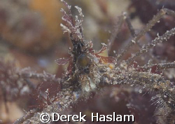 Long legged spider crab. Menai strait. D200, 60mm. by Derek Haslam 